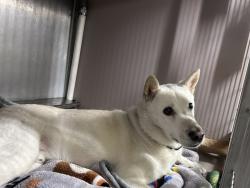 Shelter Stray Male Dog last seen Apt 2c,75 Baruch Drive, NEW YORK, NY, 10002, 326 E 110th St, New York, NY 10029, USA