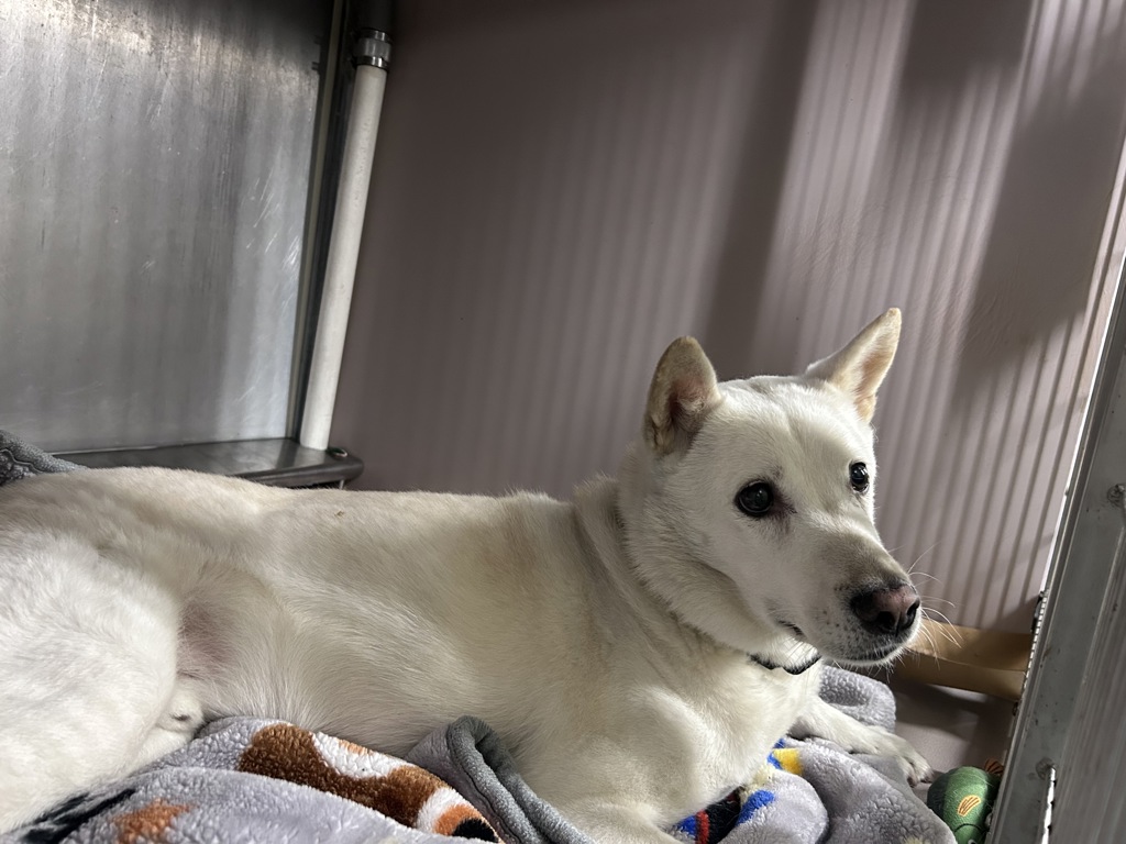 Shelter Stray Male Dog last seen Apt 2c,75 Baruch Drive, NEW YORK, NY, 10002, 326 E 110th St, New York, NY 10029, USA