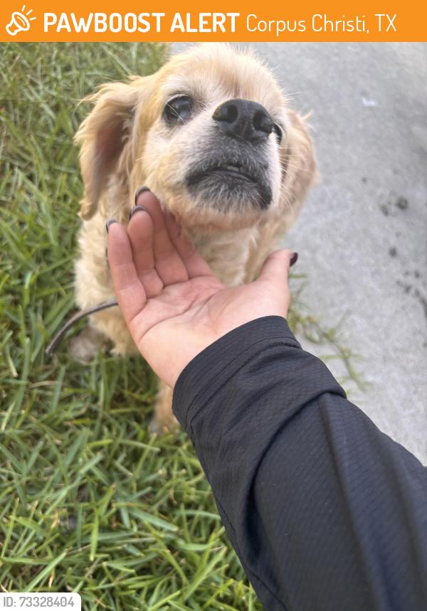Found/Stray Male Dog last seen Bradshaw Dr. near the mall, Corpus Christi, TX 78412