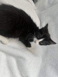 Shelter Stray Female Cat last seen Near Sheldon Avenue, STATEN ISLAND, NY, 10309, 3139 Veterans Rd W, Staten Island, NY 10309, USA