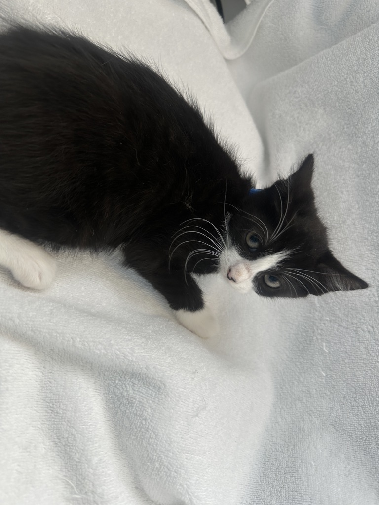 Shelter Stray Female Cat last seen Near Sheldon Avenue, STATEN ISLAND, NY, 10309, 3139 Veterans Rd W, Staten Island, NY 10309, USA