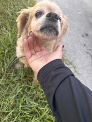 Found/Stray Male Dog last seen Bradshaw Dr. near the mall, Corpus Christi, TX 78412
