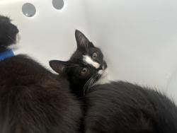 Shelter Stray Male Cat last seen Near Sheldon Avenue, STATEN ISLAND, NY, 10309, 3139 Veterans Rd W, Staten Island, NY 10309, USA