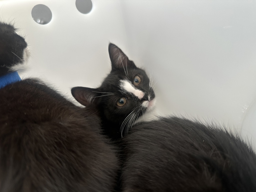 Shelter Stray Male Cat last seen Near Sheldon Avenue, STATEN ISLAND, NY, 10309, 3139 Veterans Rd W, Staten Island, NY 10309, USA