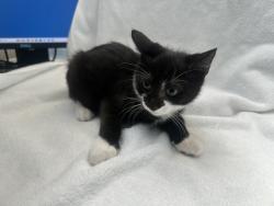 Shelter Stray Male Cat last seen Near Sheldon Avenue, STATEN ISLAND, NY, 10309, 3139 Veterans Rd W, Staten Island, NY 10309, USA