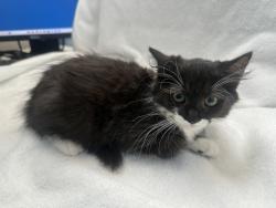 Shelter Stray Female Cat last seen Near Sheldon Avenue, STATEN ISLAND, NY, 10309, 3139 Veterans Rd W, Staten Island, NY 10309, USA
