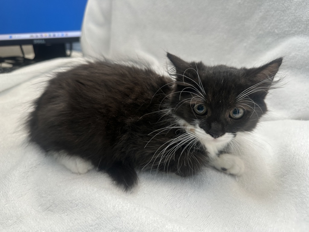 Shelter Stray Female Cat last seen Near Sheldon Avenue, STATEN ISLAND, NY, 10309, 3139 Veterans Rd W, Staten Island, NY 10309, USA
