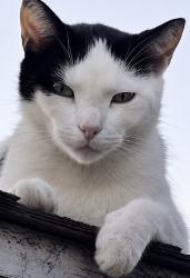 Lost Male Cat last seen sweetman ave & lehrer ave, Elmont, NY 11003