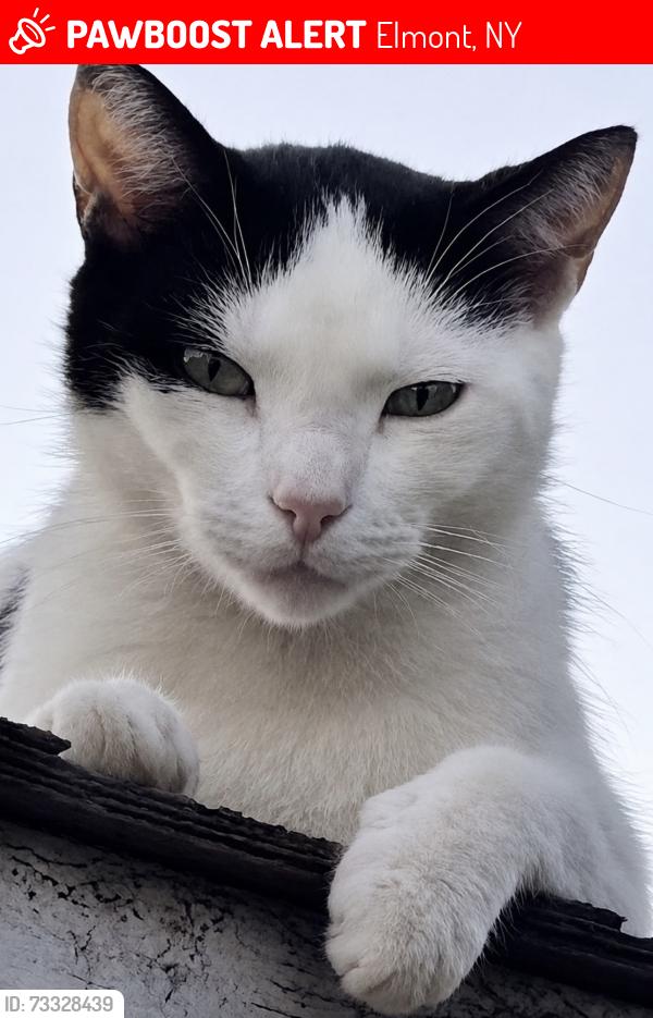 Lost Male Cat last seen sweetman ave & lehrer ave, Elmont, NY 11003