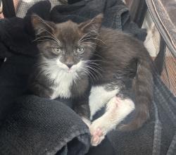 Shelter Stray Male Cat last seen Near E 31 Street, NEW YORK, NY, 10016, 326 E 110th St, New York, NY 10029, USA