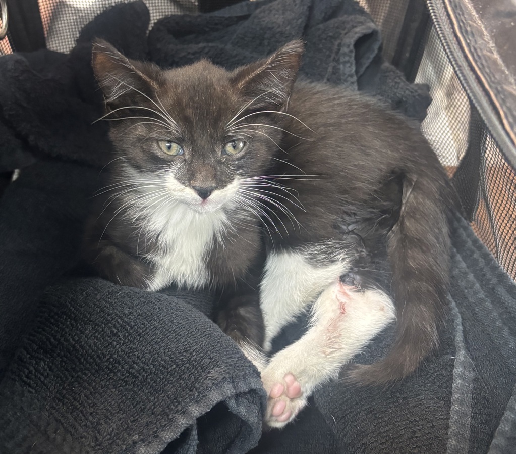Shelter Stray Male Cat last seen Near E 31 Street, NEW YORK, NY, 10016, 326 E 110th St, New York, NY 10029, USA