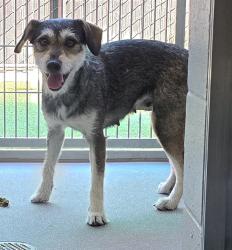 Shelter Stray Female Dog last seen Near 54th Street, San Diego, CA, 92105, El Cajon, CA 92020, USA