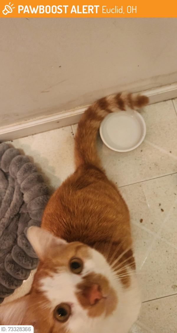 Found/Stray Male Cat last seen Lloyd Rd, Euclid, OH 44123