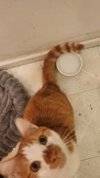 Found/Stray Male Cat last seen Lloyd Rd, Euclid, OH 44123