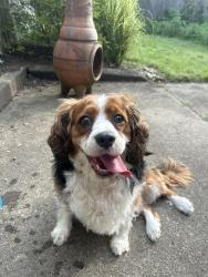 Reunited Unknown Dog last seen Universal Academy of Pittsburgh, Swissvale, PA 15218