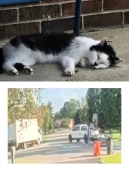 Lost Male Cat last seen Winterside Lane / Woodsfield, Pickerington, OH 43147
