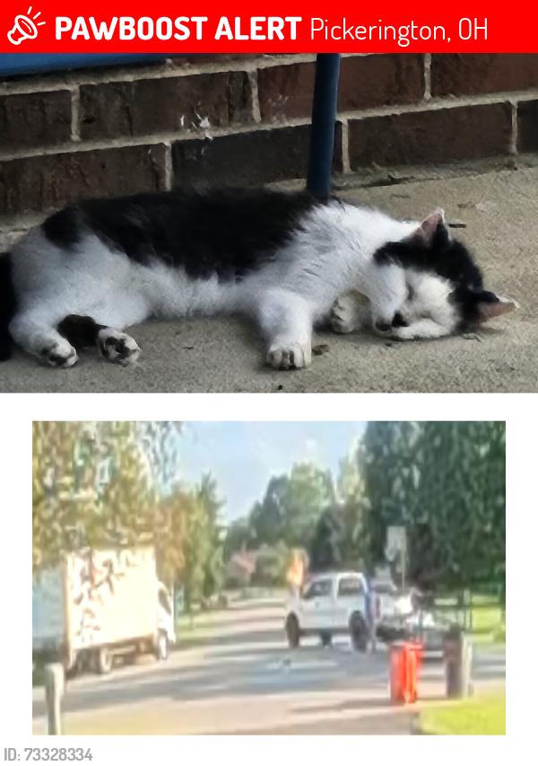 Lost Male Cat last seen Winterside Lane / Woodsfield, Pickerington, OH 43147