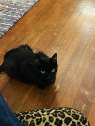 Found/Stray Male Cat last seen Sycamore, Waxahachie, TX 75165