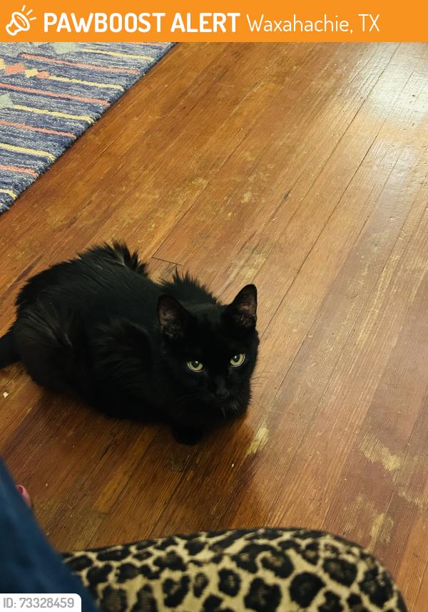 Found/Stray Male Cat last seen Sycamore, Waxahachie, TX 75165