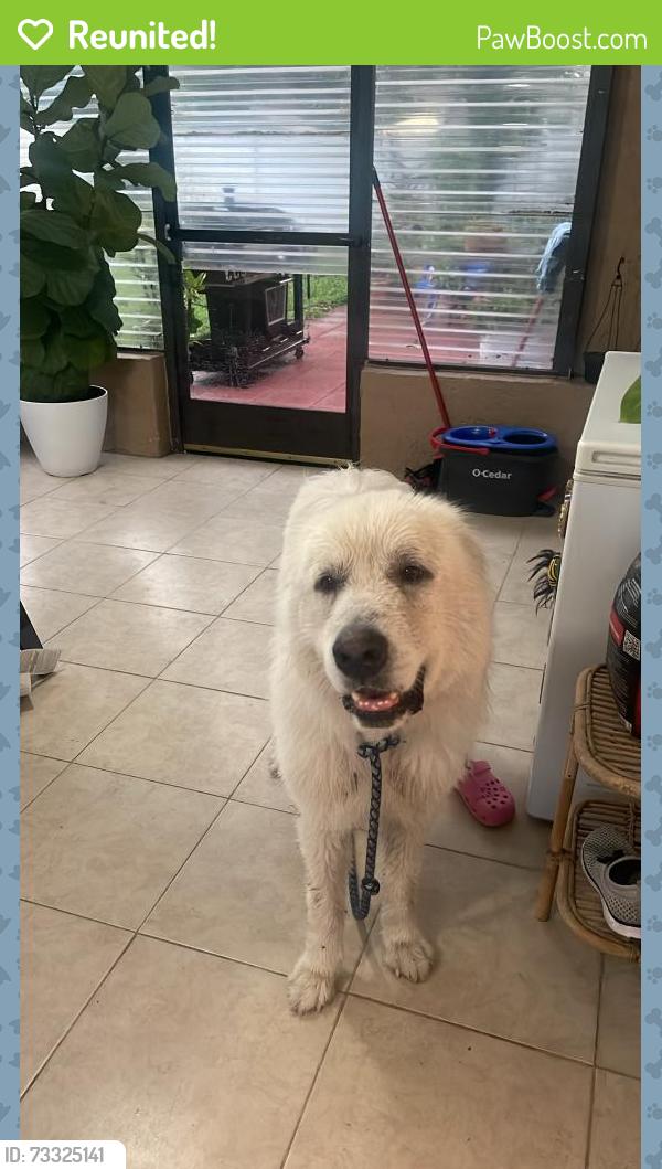 Reunited Male Dog last seen Deltona Boulevard and Eric, Spring Hill, FL 34608