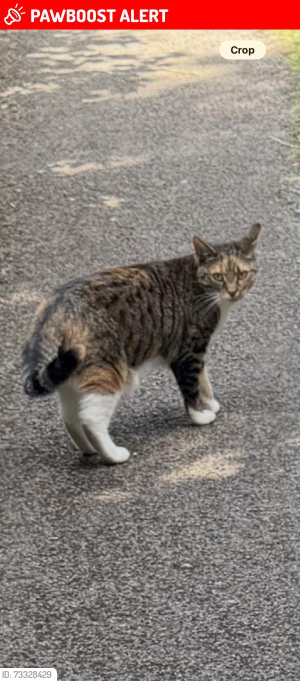 Lost Female Cat last seen Hay lane, Shirley, England B90 4EQ