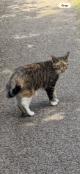 Lost Female Cat last seen Hay lane, Shirley, England B90 4EQ