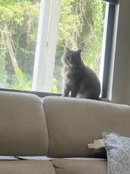 Lost Female Cat last seen Jacksonville, Jacksonville, FL 32246