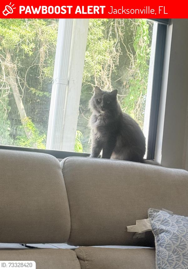 Lost Female Cat last seen Jacksonville, Jacksonville, FL 32246