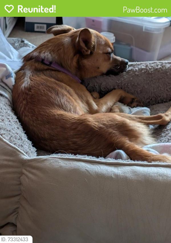 Reunited Male Dog last seen Home Farm Neigbhood, near Big Dry Creek Park, Westminster, CO 80234