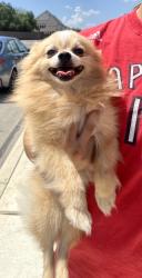 Reunited Unknown Dog last seen Dalhart and Knippa, San Antonio, TX 78253