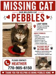 Lost Female Cat last seen Near & Macland, Hiram, GA 30141