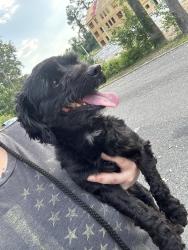 Reunited Female Dog last seen Near vintage dr, Henrico, VA 23229