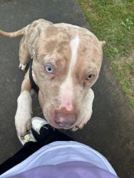 Lost Male Dog last seen Washington rd, Atlanta, GA 30349