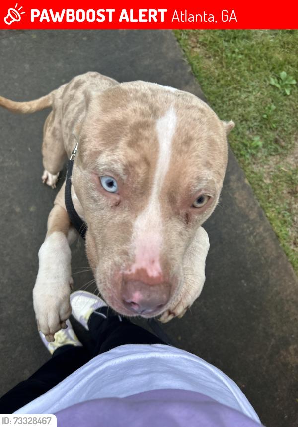 Lost Male Dog last seen Washington rd, Atlanta, GA 30349