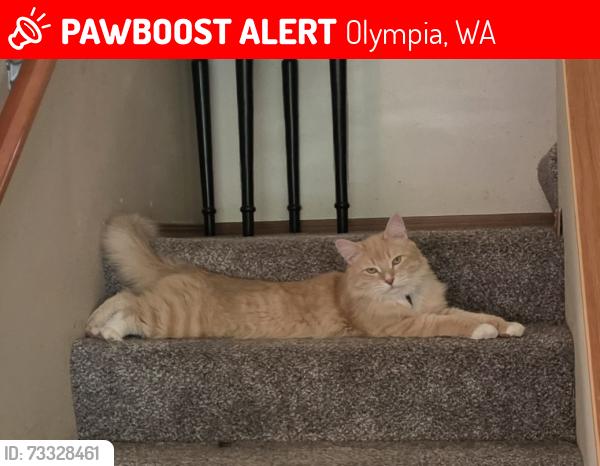 Lost Male Cat last seen Vantage Ave SW, Olympia, WA 98512