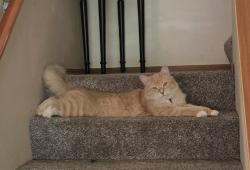 Lost Male Cat last seen Vantage Ave SW, Olympia, WA 98512