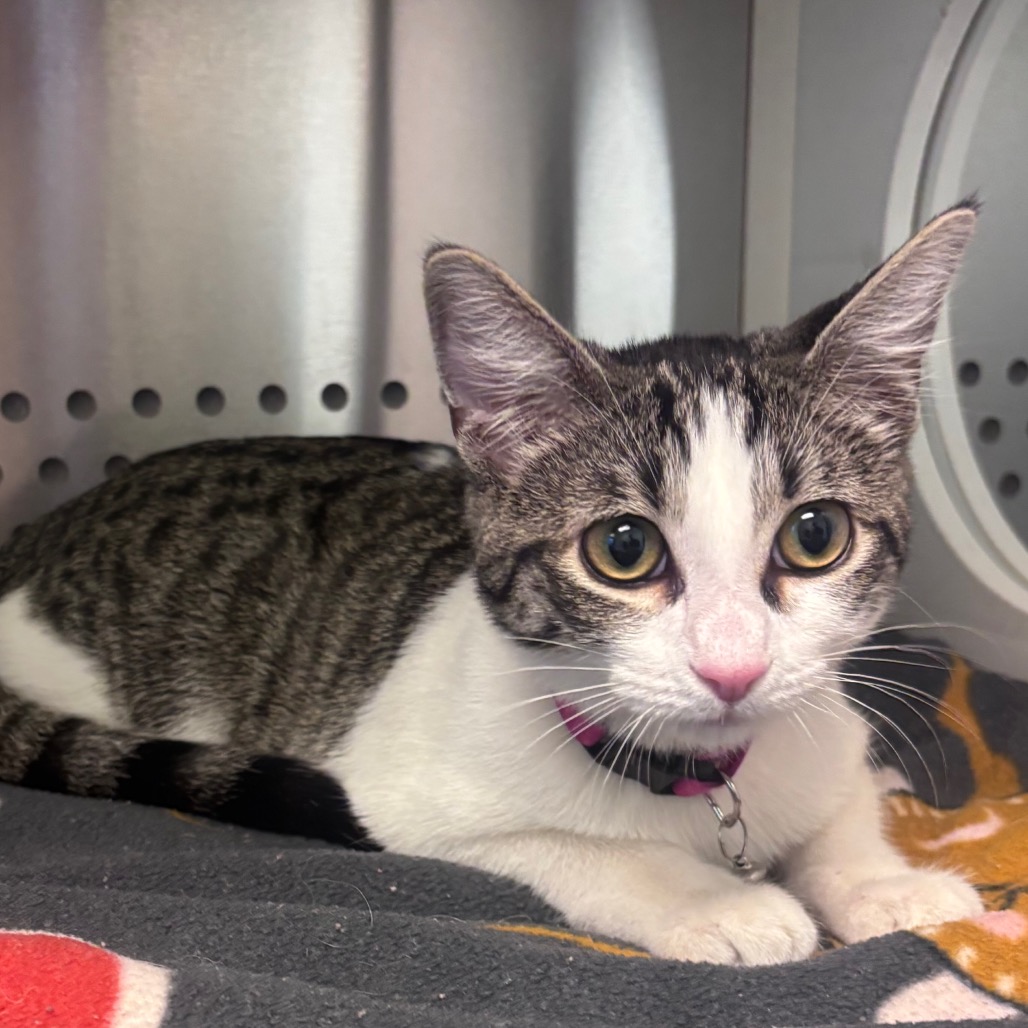 Shelter Stray Female Cat last seen , 3428 S Jenkins Ave, Norman, OK 73072, USA