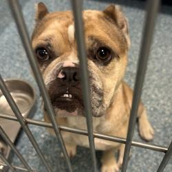 Shelter Stray Male Dog last seen , 980 Guilford College Rd, Greensboro, NC 27409, USA