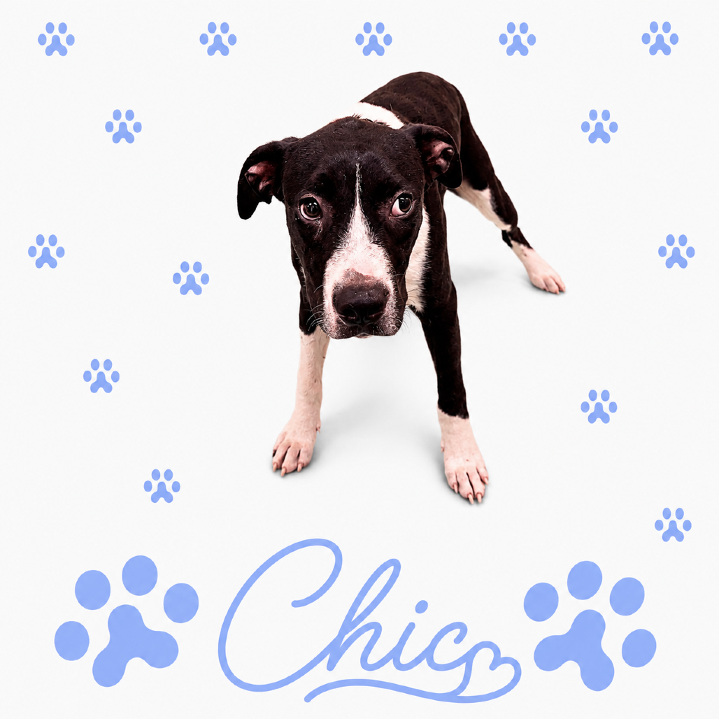 Shelter Stray Female Dog last seen , 2350 Appling City Cove, Memphis, TN 38133, USA