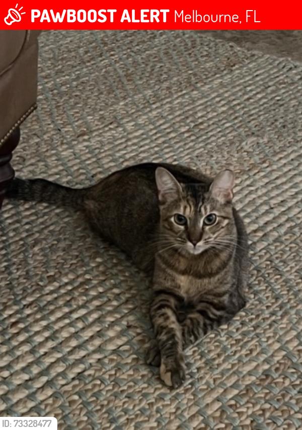 Lost Female Cat last seen Near Thomas Barbour Dr., Melbourne, FL 32935