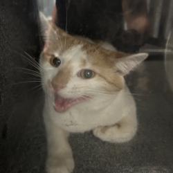 Shelter Stray Unknown Cat last seen , 980 Guilford College Rd, Greensboro, NC 27409, USA