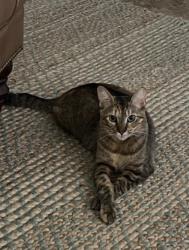 Lost Female Cat last seen Near Thomas Barbour Dr., Melbourne, FL 32935