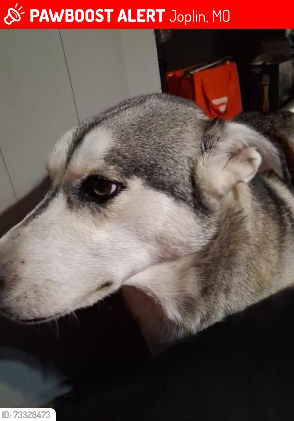 Lost Male Dog last seen Near s moffet ave, Joplin, MO 64801