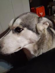 Lost Male Dog last seen Near s moffet ave, Joplin, MO 64801
