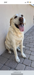Reunited Male Dog last seen Bird Rock, La Jolla Hermosa, San Diego, CA 92037