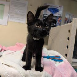 Shelter Stray Female Cat last seen , 361 S Raymond Ave, Pasadena, CA 91105, USA