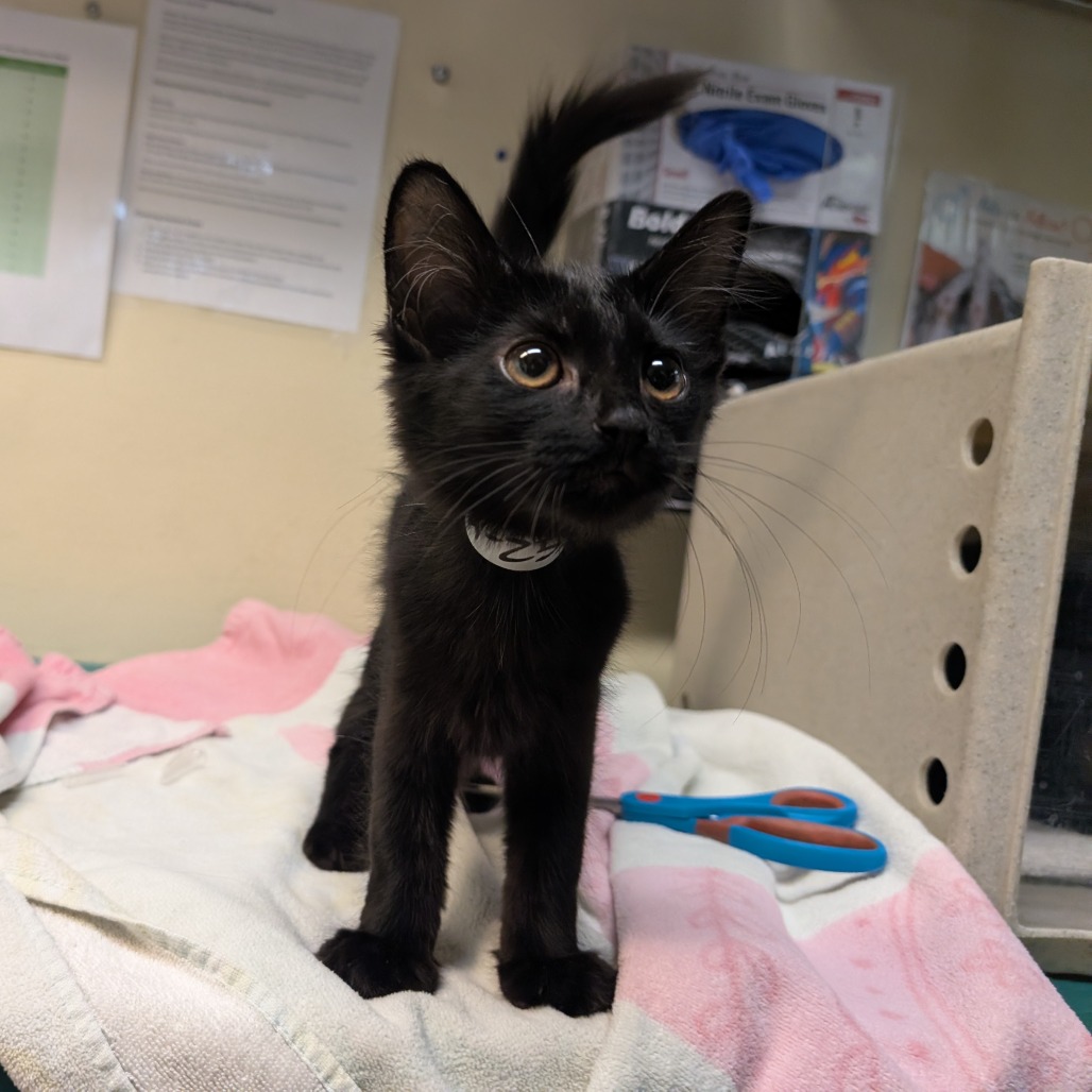 Shelter Stray Female Cat last seen , 361 S Raymond Ave, Pasadena, CA 91105, USA