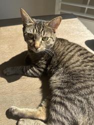 Reunited Female Cat last seen Roy Wall Blvd, Rockledge, FL 32955