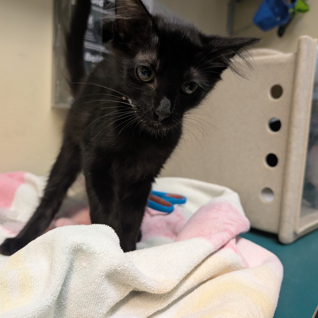 Shelter Stray Female Cat last seen , 361 S Raymond Ave, Pasadena, CA 91105, USA