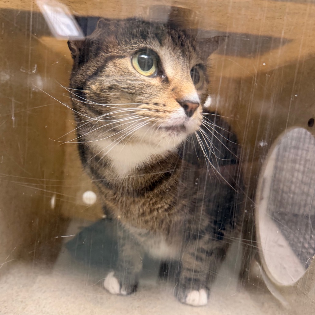 Shelter Stray Female Cat last seen , Animal Care & Control Team of Philly, 111 W Hunting Park Ave, Philadelphia, PA 19140, USA